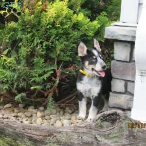 Tarzan, Siberian Husky Mix Puppy